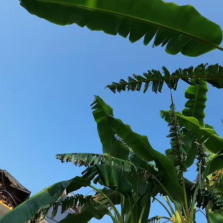 Tropikal Freskia Bunec